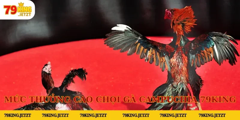 Mức thưởng siêu cao chỉ có tại chọi gà Campuchia 79KING