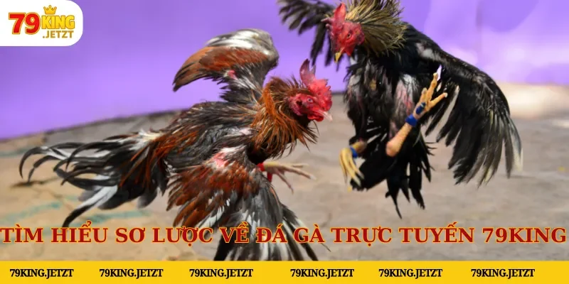 Tìm hiểu sơ lược về đá gà trực tuyến 79KING