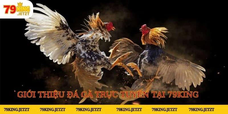 Đá gà trực tuyến 79King nơi mang đến những trận chọi kê hấp dẫn cho hội viên